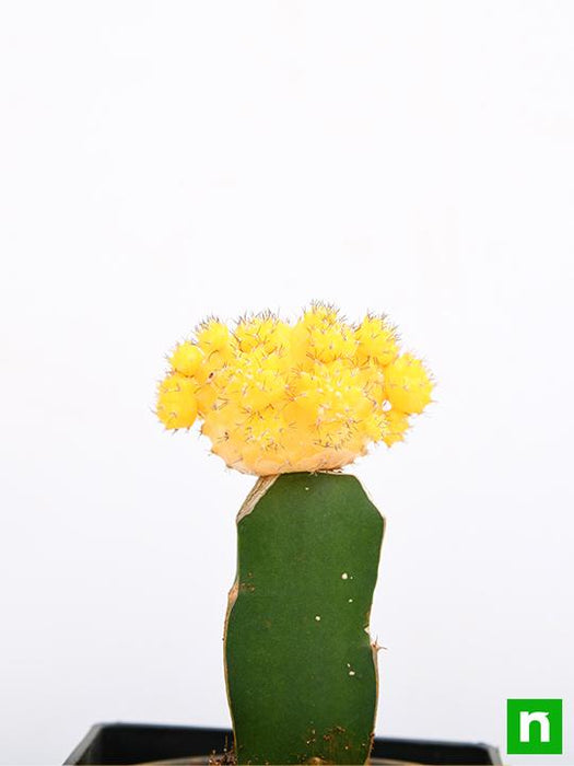 moon cactus (grafted - plant