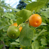 Mosambi, Sweet Lime (Grafted) - Plant