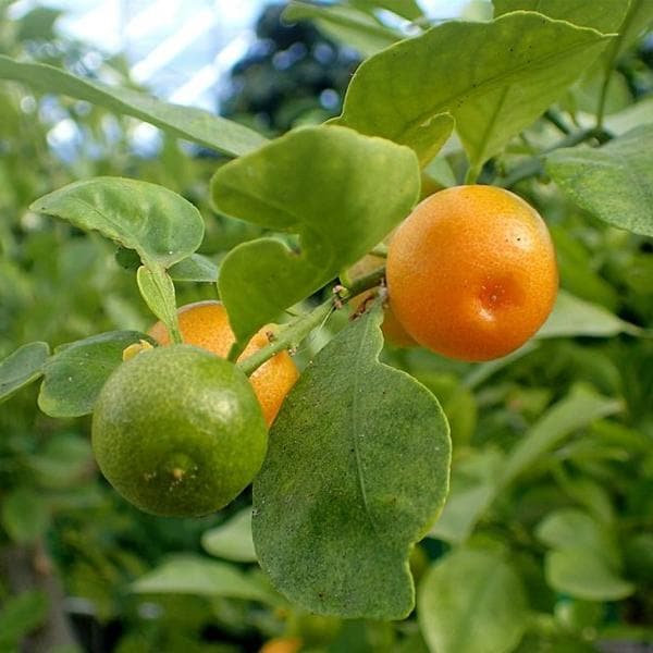 mosambi 