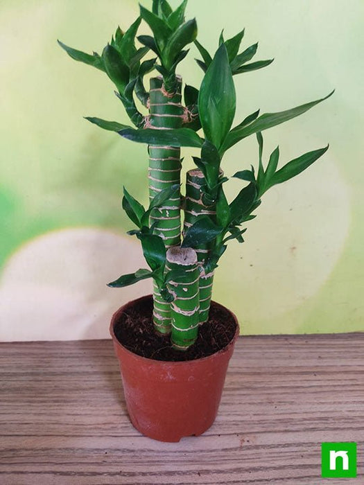 lucky bamboo price in india Buy Multidrop Lotus Tiger Sticks Lucky Bamboo