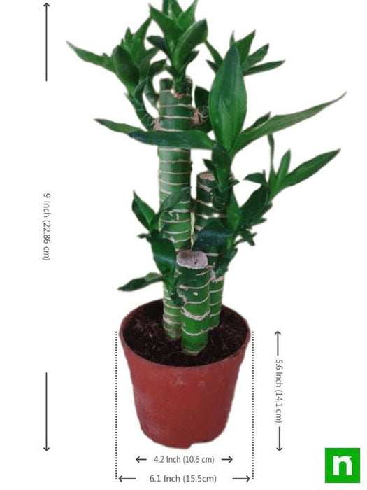 lucky bamboo plant price in india Buy Multidrop Lotus Tiger Sticks Lucky Bamboo
