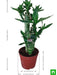 multidrop lotus tiger sticks lucky bamboo - plant