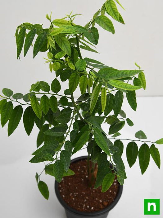 multivitamin - plant