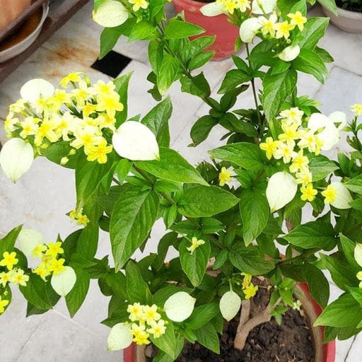 mussaenda plant in pot Buy Mussaenda, Mussaenda Lutea ( Yellow )