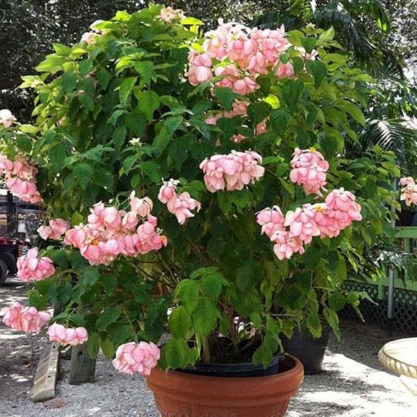 mussaenda tree and philodendron Buy Mussaenda (Pink)