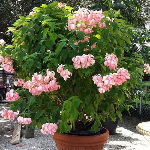 mussaenda (pink) - plant