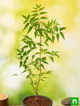 Buy Neem Tree, Azadirachta indica - Plant online from Nurserylive at ...