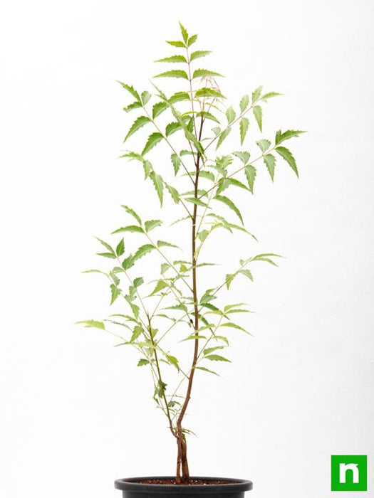 neem tree - plant