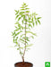 neem tree - plant