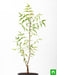 neem - plant