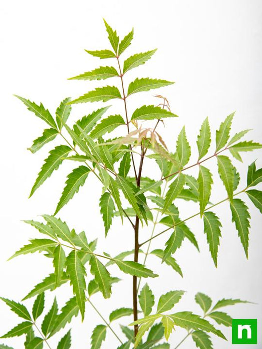 neem - plant