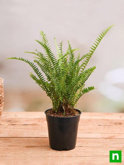 succulent fern Buy Nephrolepis exaltata bosteniensis, Boston Fern