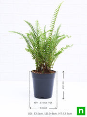 nephrolepis exaltata bosteniensis - plant