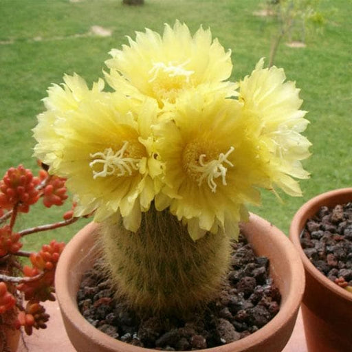 golden pipe cactus - plant