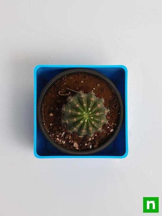 notocactus roseoluteus - plant