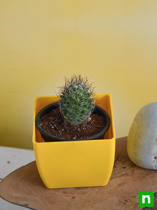 Buy Cactus Plants online from Nurserylive at lowest price.