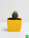 notocactus rutilans - plant