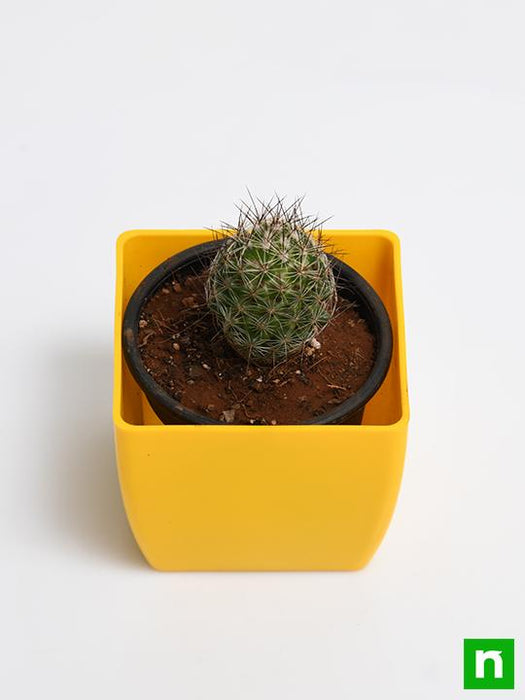 notocactus rutilans - plant