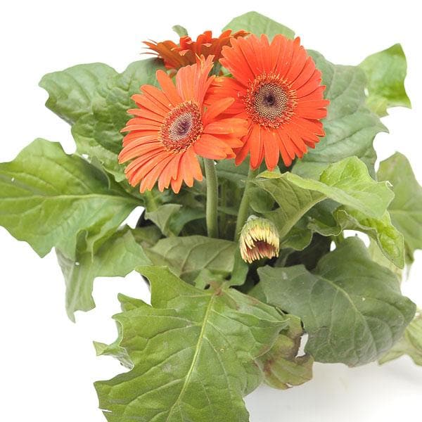 gerbera (orange) - plant