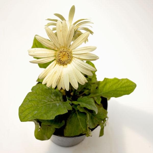 gerbera (white) - plant