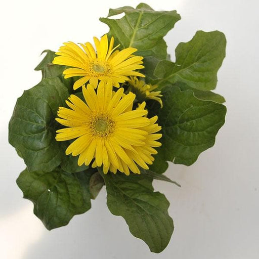 gerbera (yellow) - plant