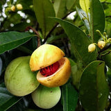 Nutmeg, Jaifal, Jaiphal - Plant