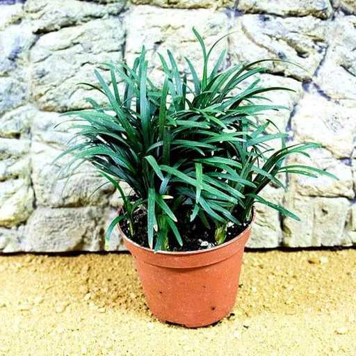 ophiopogon jaburan green - plant