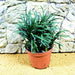 ophiopogon jaburan green - plant