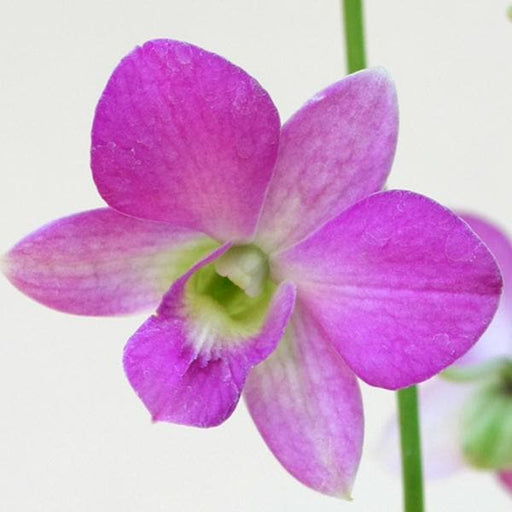 flower of sikkim - plant