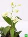 orchid plant - plant
