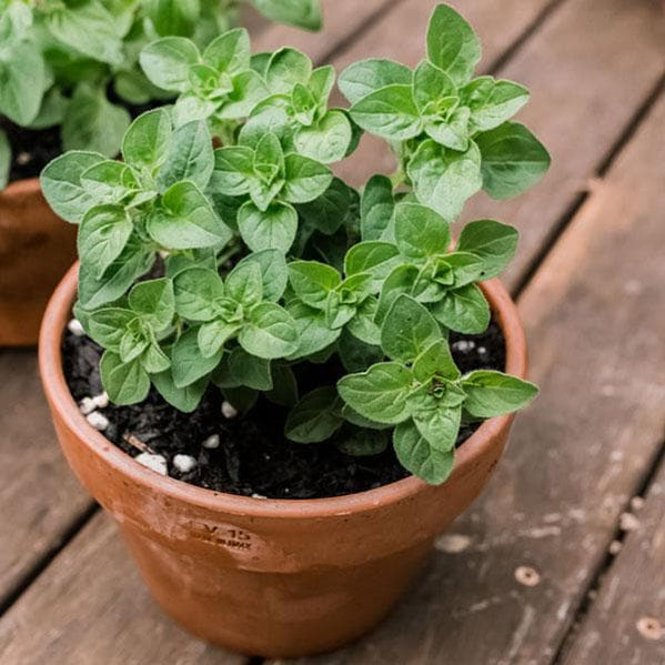 Buy Herb Plants online from Nurserylive at lowest price.
