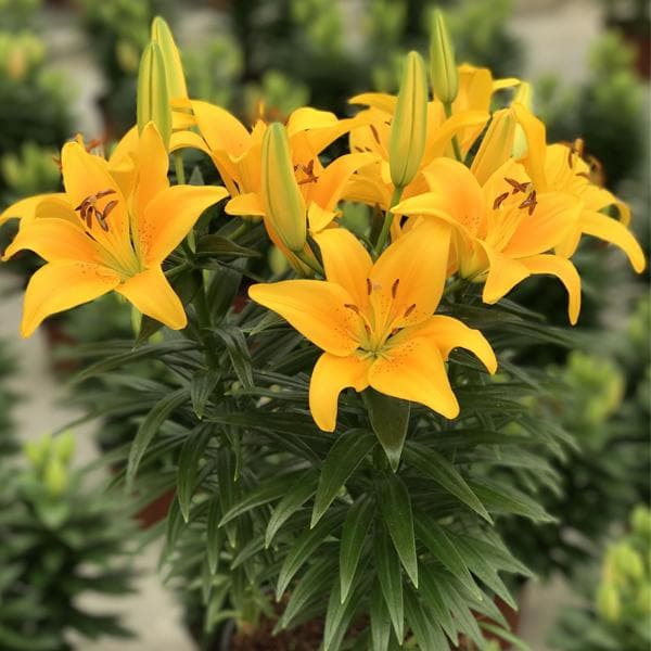 Oriental Lily, Serrada Lily (Yellow) Bulbs (set of 5)