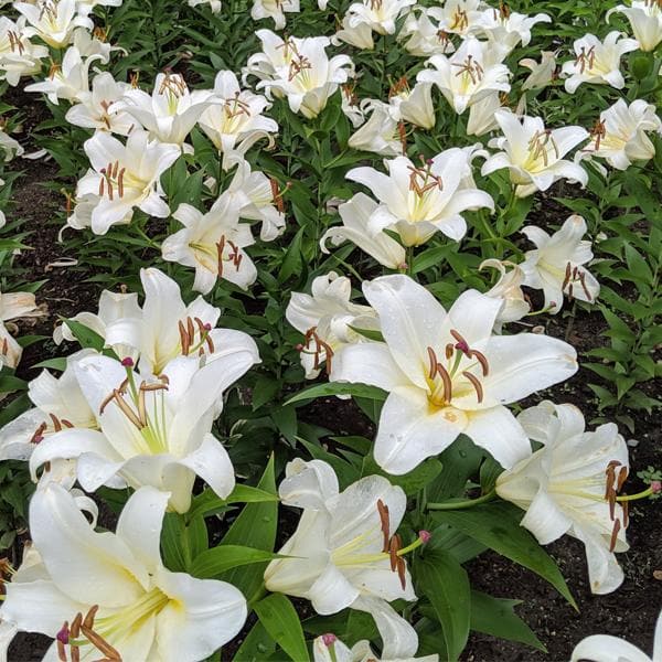 white trumpet lily flower Buy Oriental Lily, Zambesi Oriental Trumpet Lily (White)