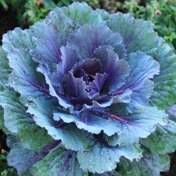 purple cabbage succulent Buy Ornamental Cabbage, Ornamental Kale (Blue)