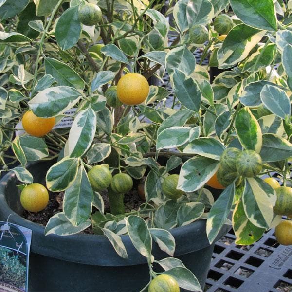 ornamental orange variegated - plant