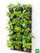 oxygen enriching indoor vertical garden 