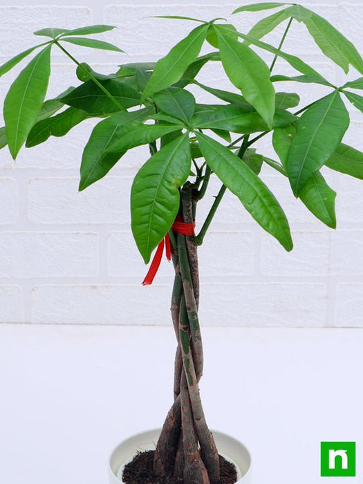 pachira five buds - plant