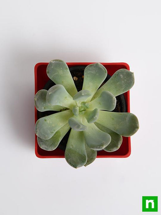 clavata succulent Buy Pachyveria clavata