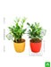 pack of 2 zz plants for our generous friendship 