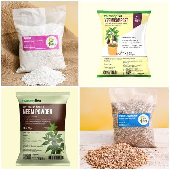 Buy Cassia fistula, Golden shower Tree, Bahava - Plant online from ...