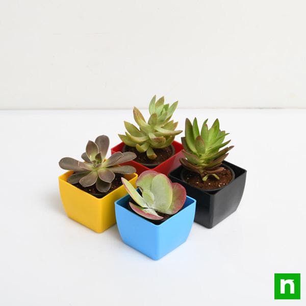 pack of 4 beautiful succulents 