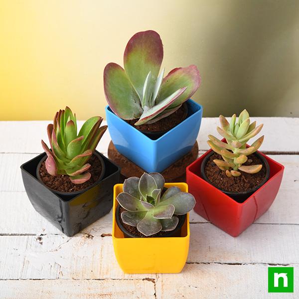 Buy Pack of 4 Beautiful Succulents online from Nurserylive at lowest price