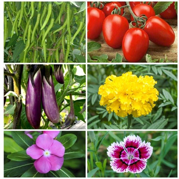 Buy Pack of 6 Kitchen Garden Seeds (Veg+Flower) Worth Rs. 330 online from  Nurserylive at lowest price