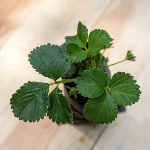 Pack of 6 Strawberry Saplings to Taste the Homegrown Magic