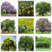 pack of 75 native tree seeds of india 