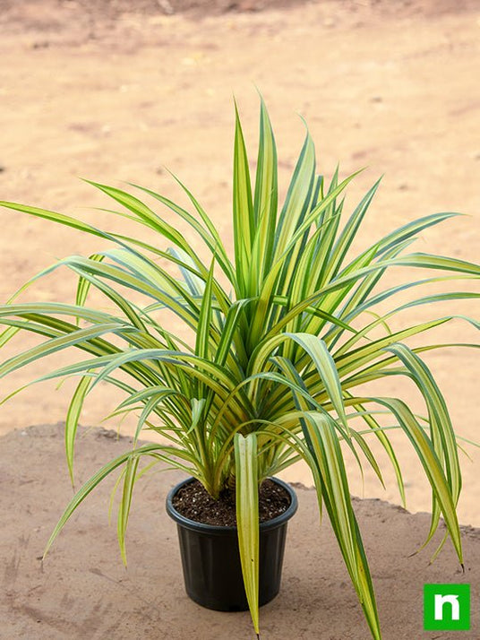 Buy Pandanus Variegated (Golden) Plant online from Nurserylive at