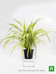 pandanus variegated (golden) - plant