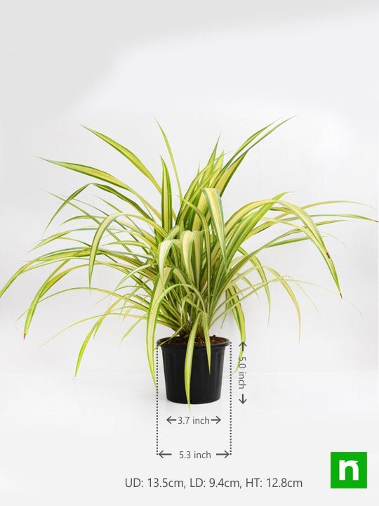 pandanus variegated (golden) - plant