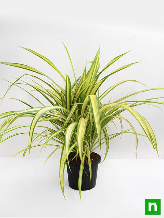 Buy Pandanus Variegated (Golden) Plant online from Nurserylive at