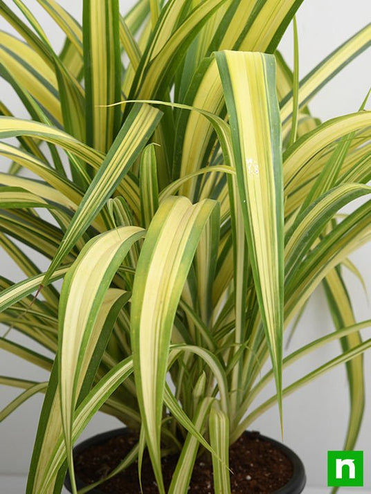 Buy Pandanus Variegated (Golden) Plant online from Nurserylive at